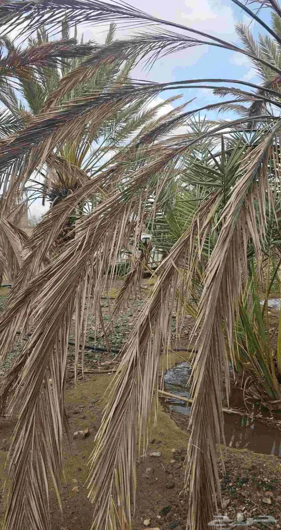 Palm fronds, palm ribs, and palm fibers suitable for shades or decoration64416690324867110