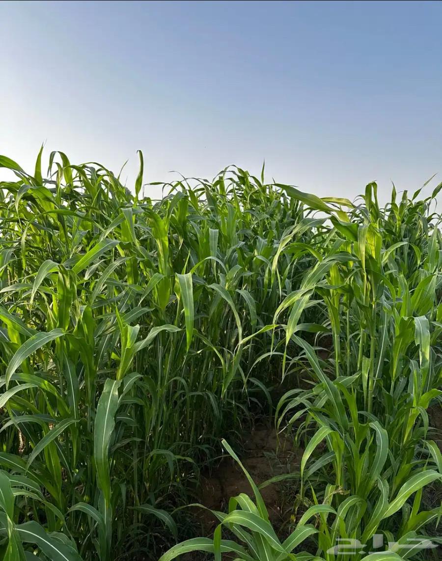 قصب اخضر احد المسارحة64414170765185111