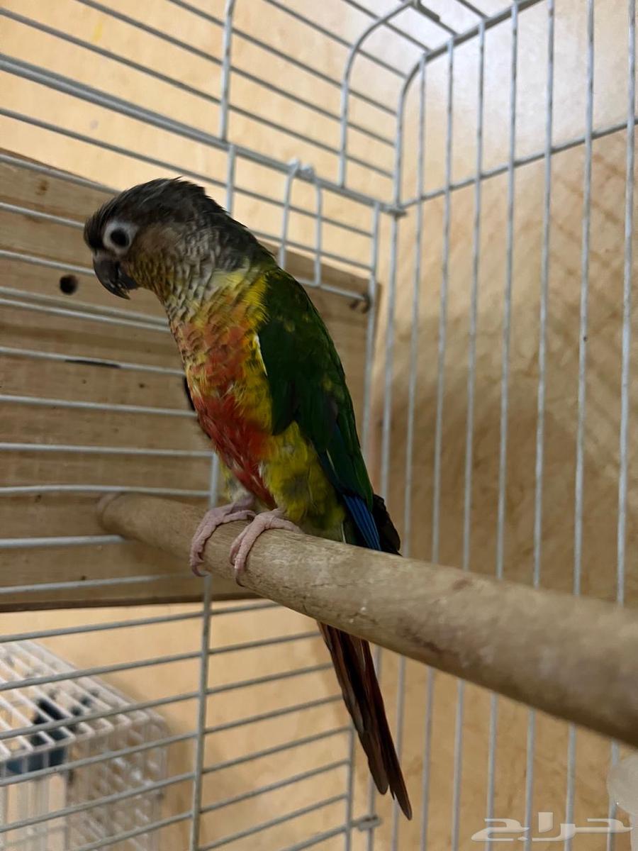 للبيع ببغاء كويكر - ببغاء كنيور64415746721922114
