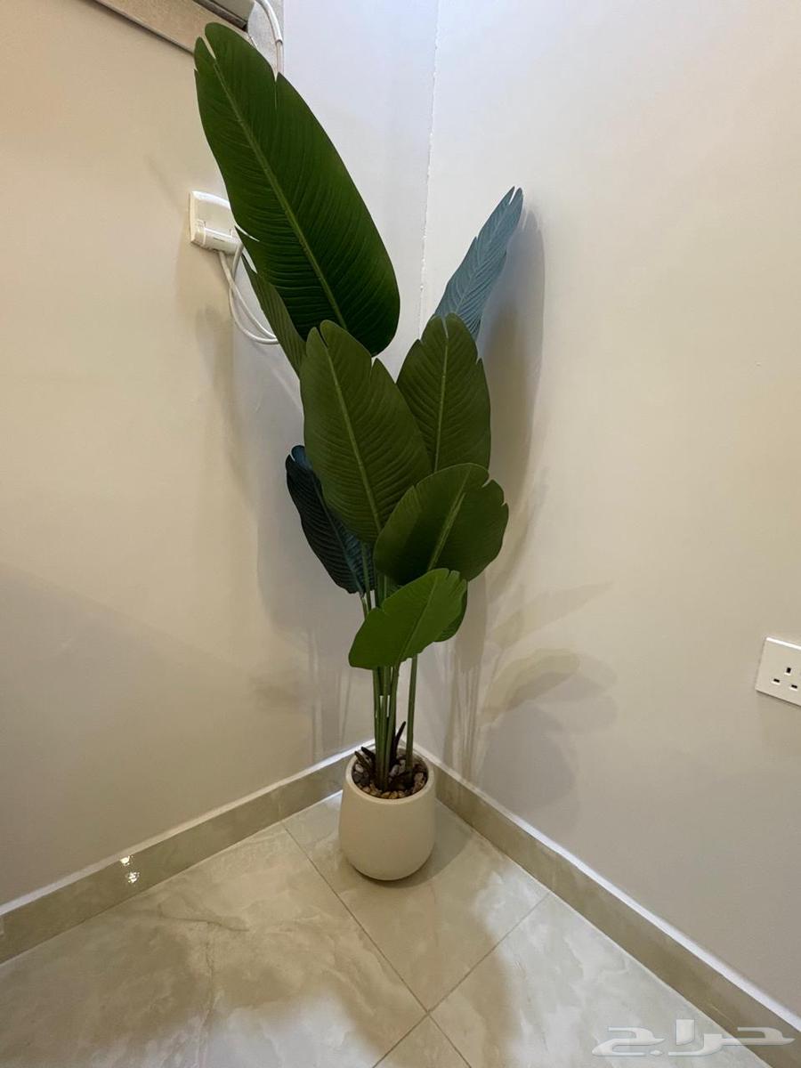 اثاث للبيع بالجمله64414980713986114