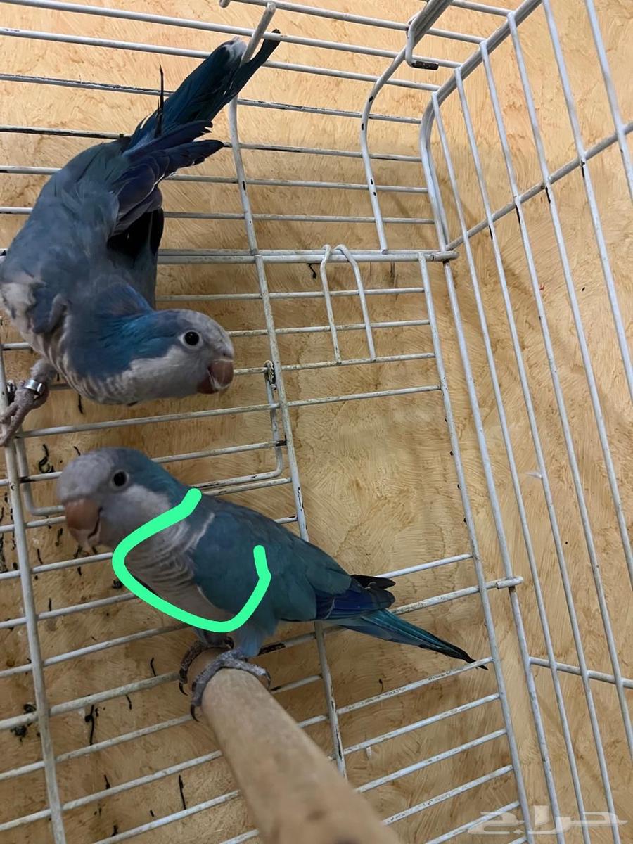 للبيع ببغاء كويكر - ببغاء كنيور64415746721922113