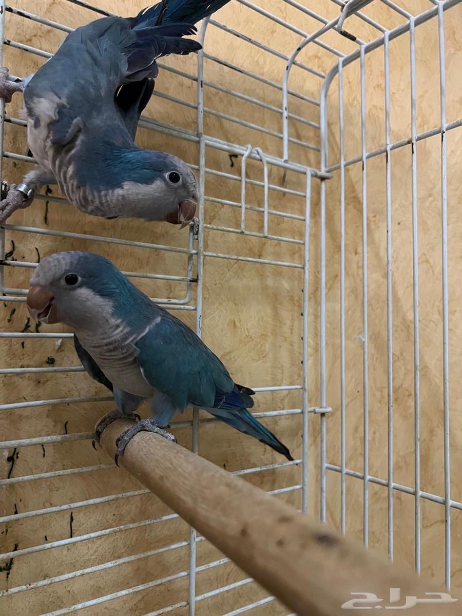 للبيع ببغاء كويكر - ببغاء كنيور64415746721922112