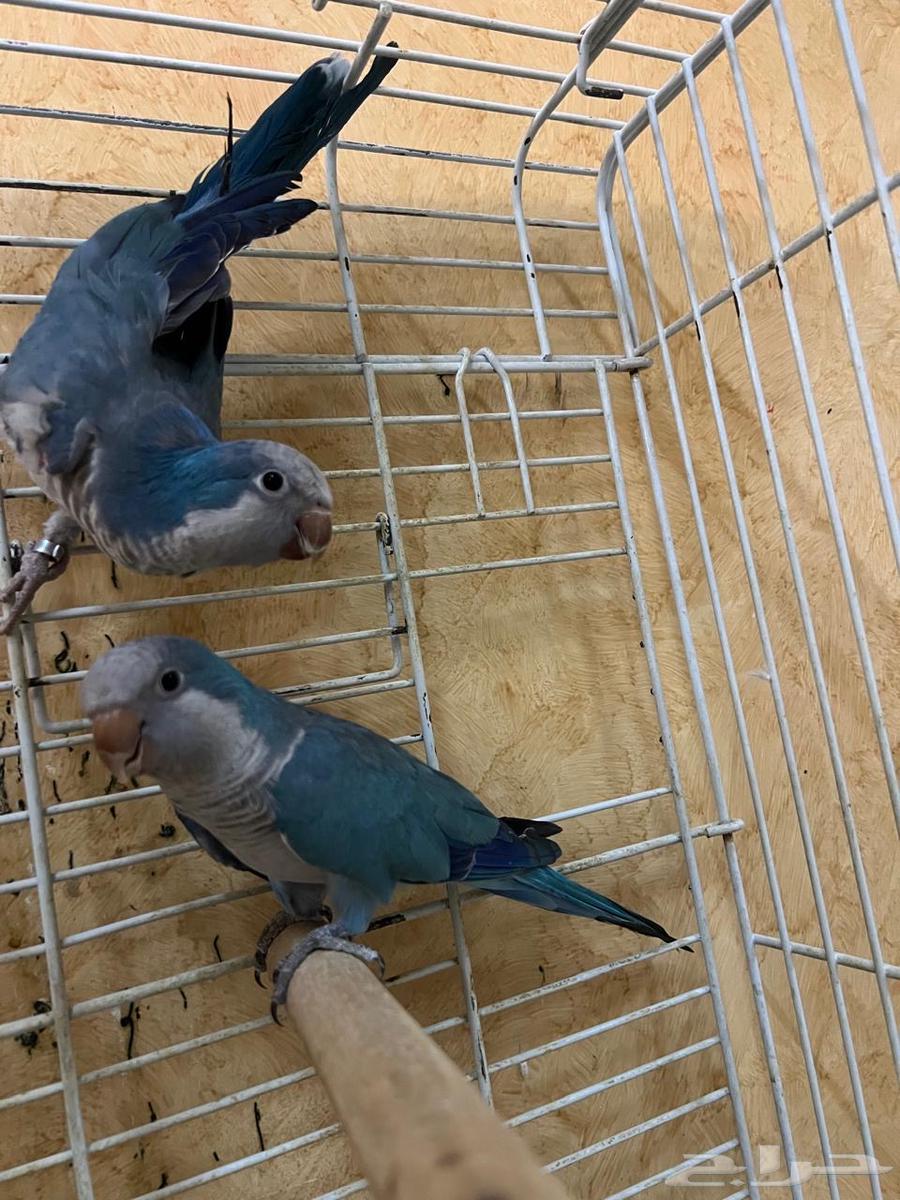 للبيع ببغاء كويكر - ببغاء كنيور64415746721922110