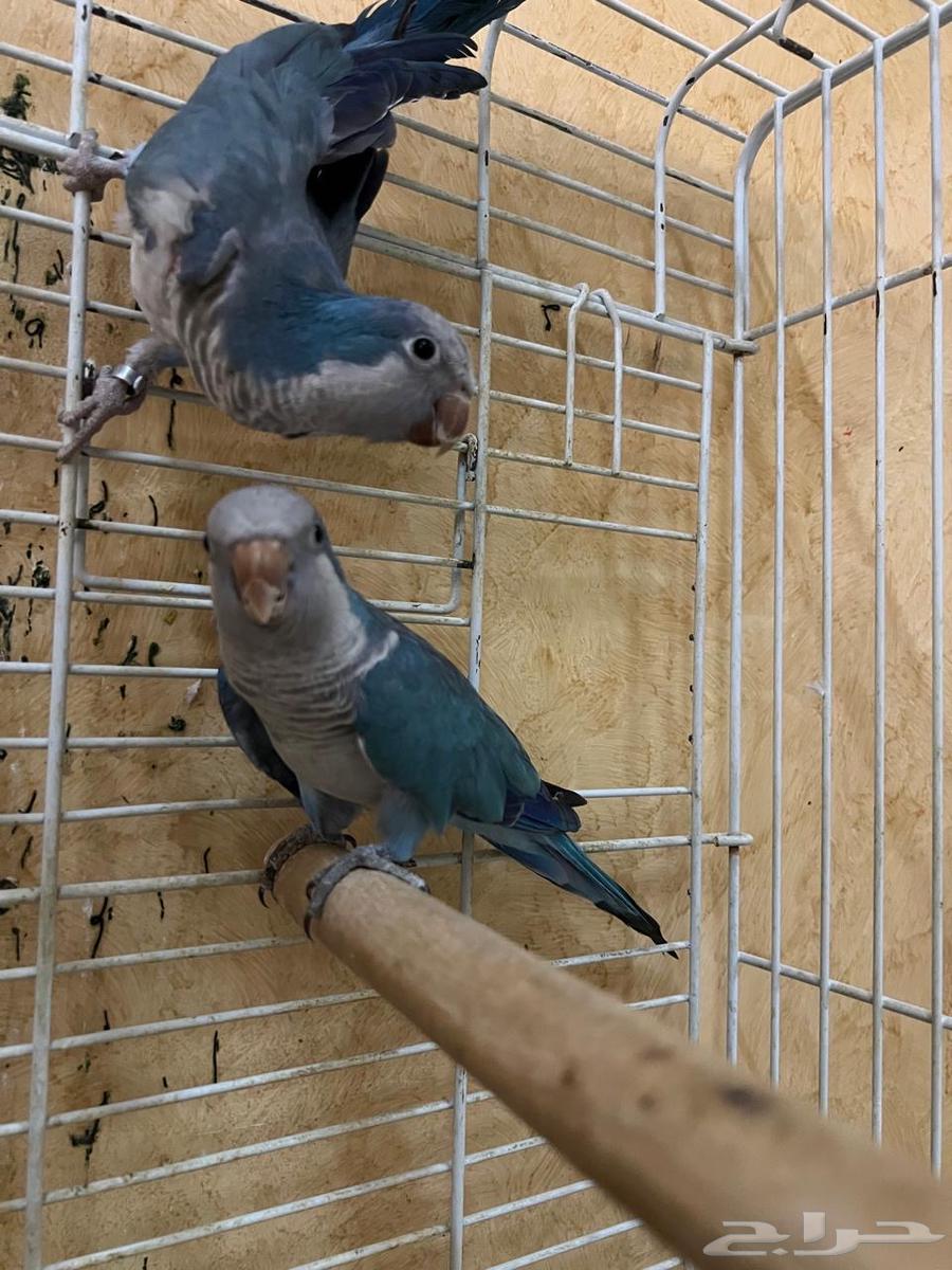 للبيع ببغاء كويكر - ببغاء كنيور64415746721922111