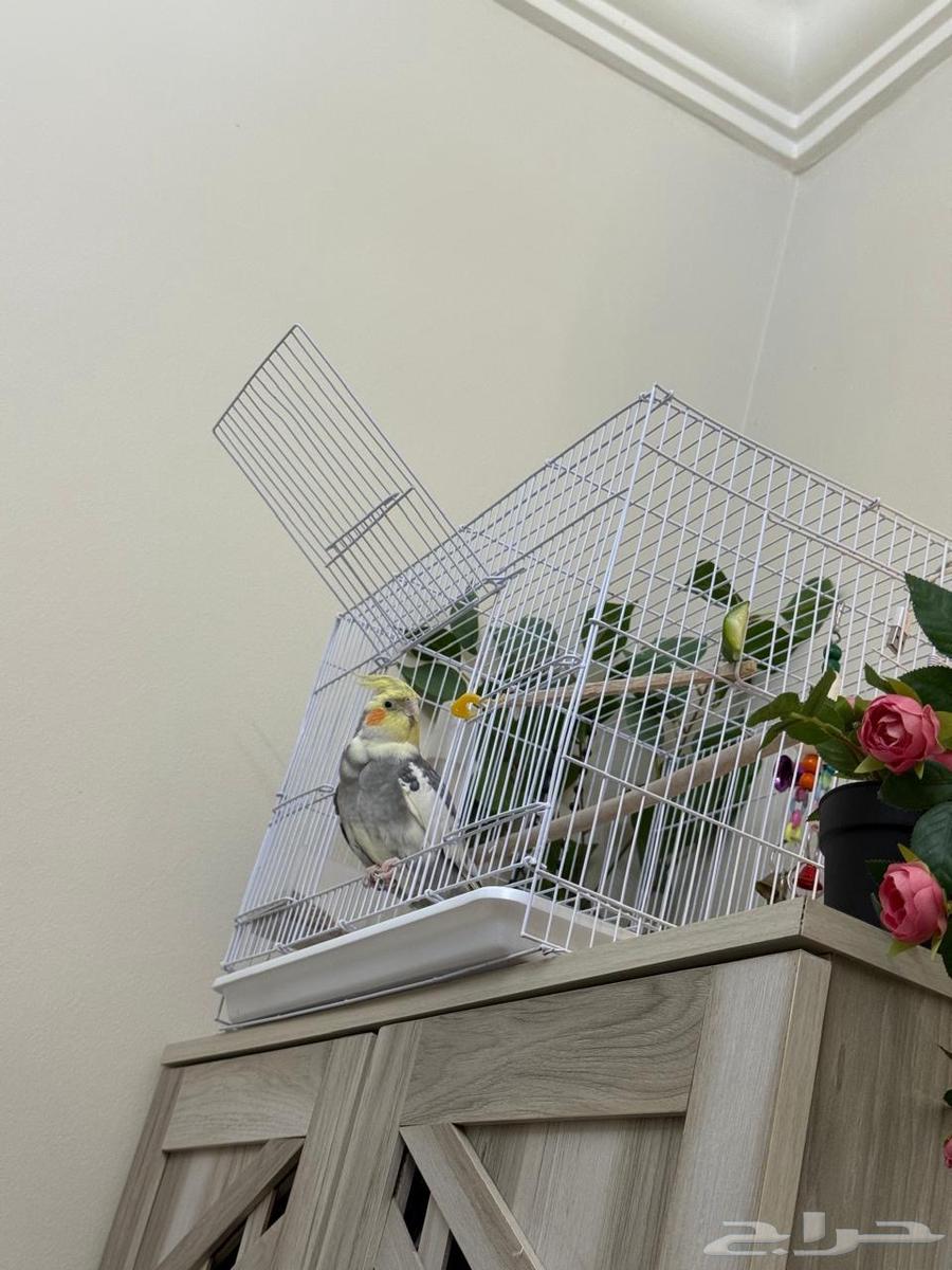 ببغاء كروان64416532008321113