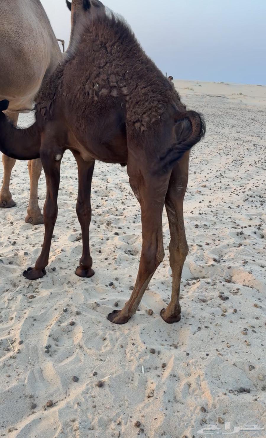 حوار مجهم طايش تم البيع64416650407809110