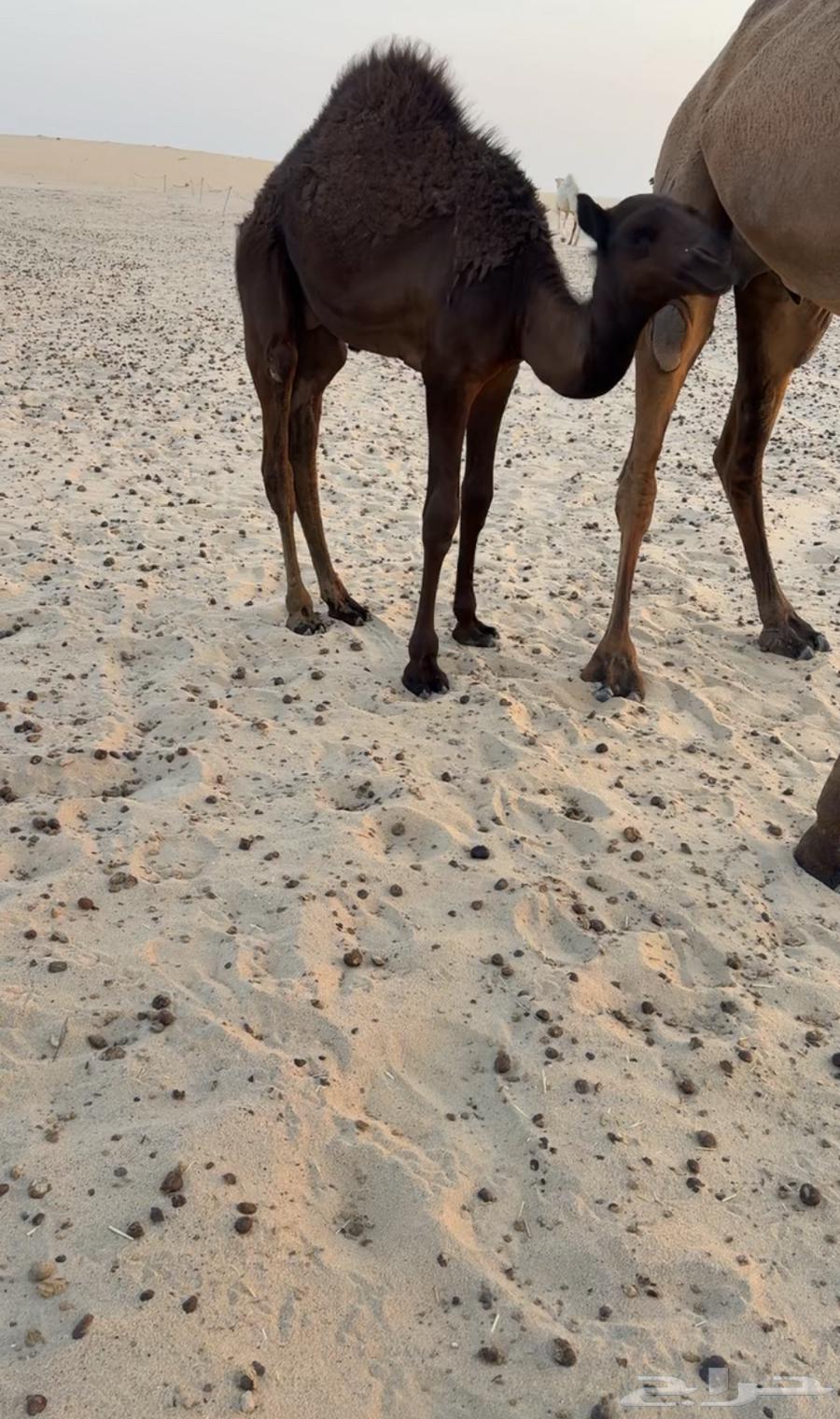 حوار مجهم طايش تم البيع64416650407809112