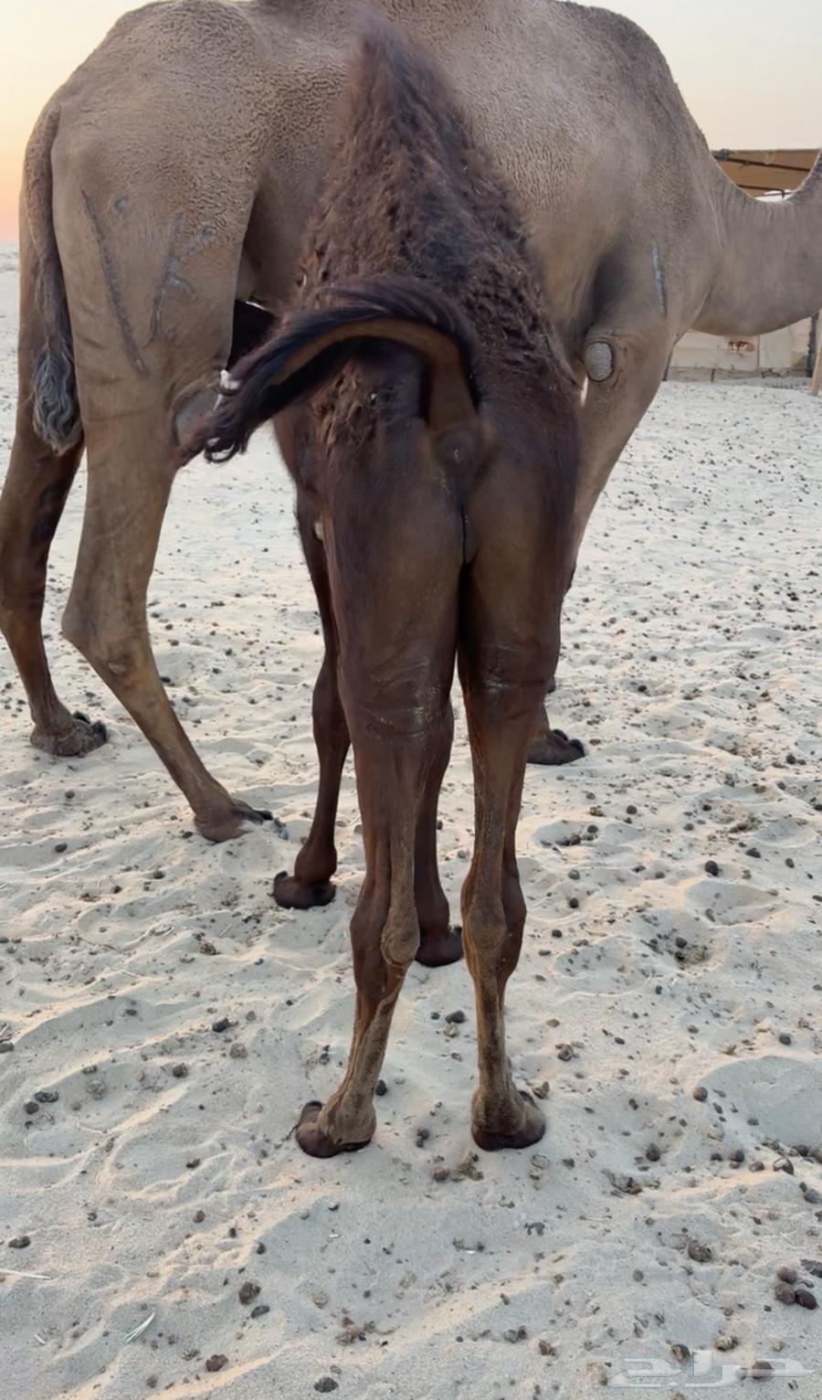 حوار مجهم طايش تم البيع64416650407809111