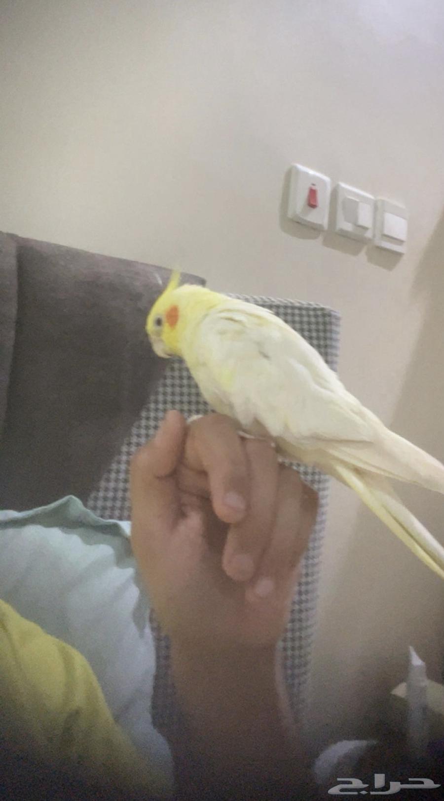 انثى اليفه للبدل بذكر منتج64415235515265110