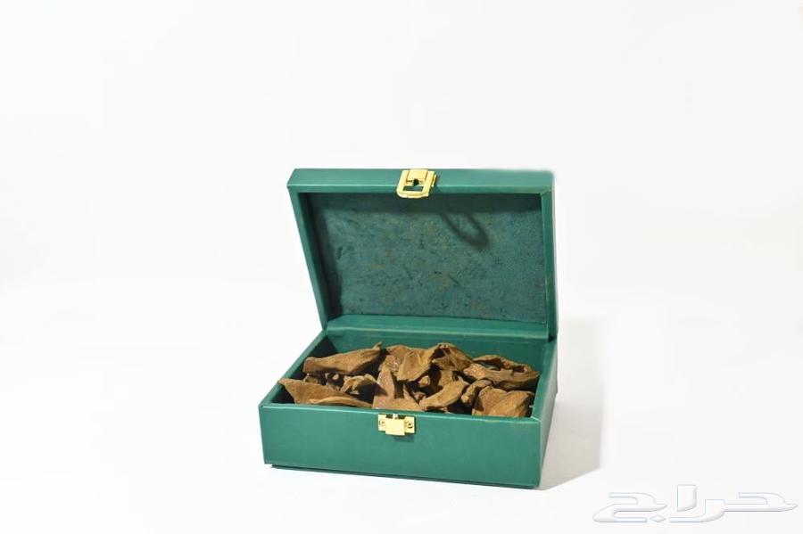 عود مروكي64420296811905110