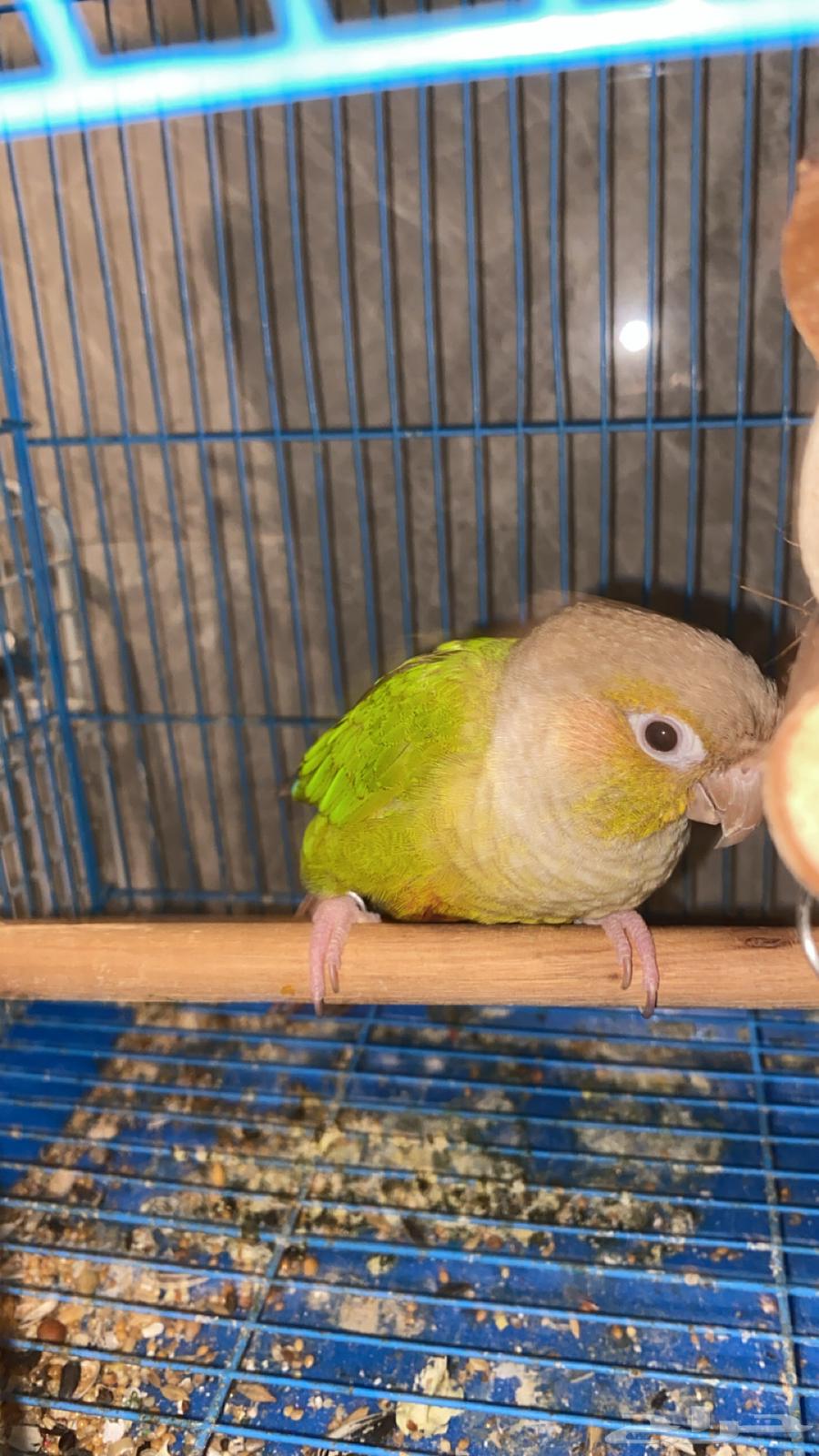 كنيور اناناس للبدل او البيع64421093670019110