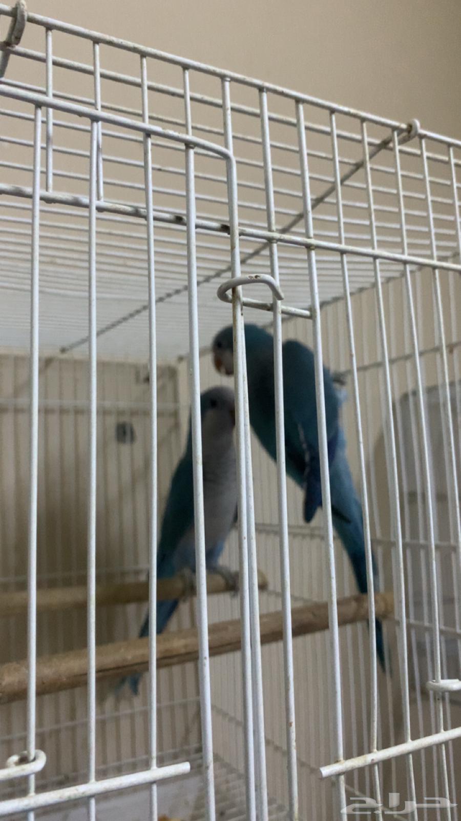 جوز كويكر منتج64422802335489111