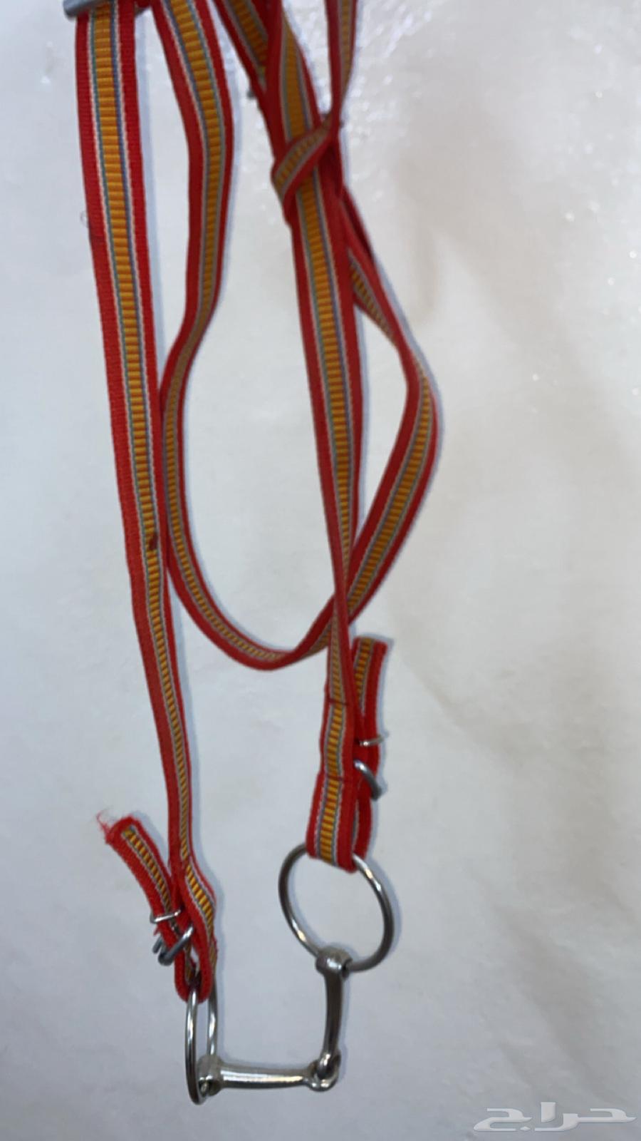 شكيمه بل راسيه64422694300803111