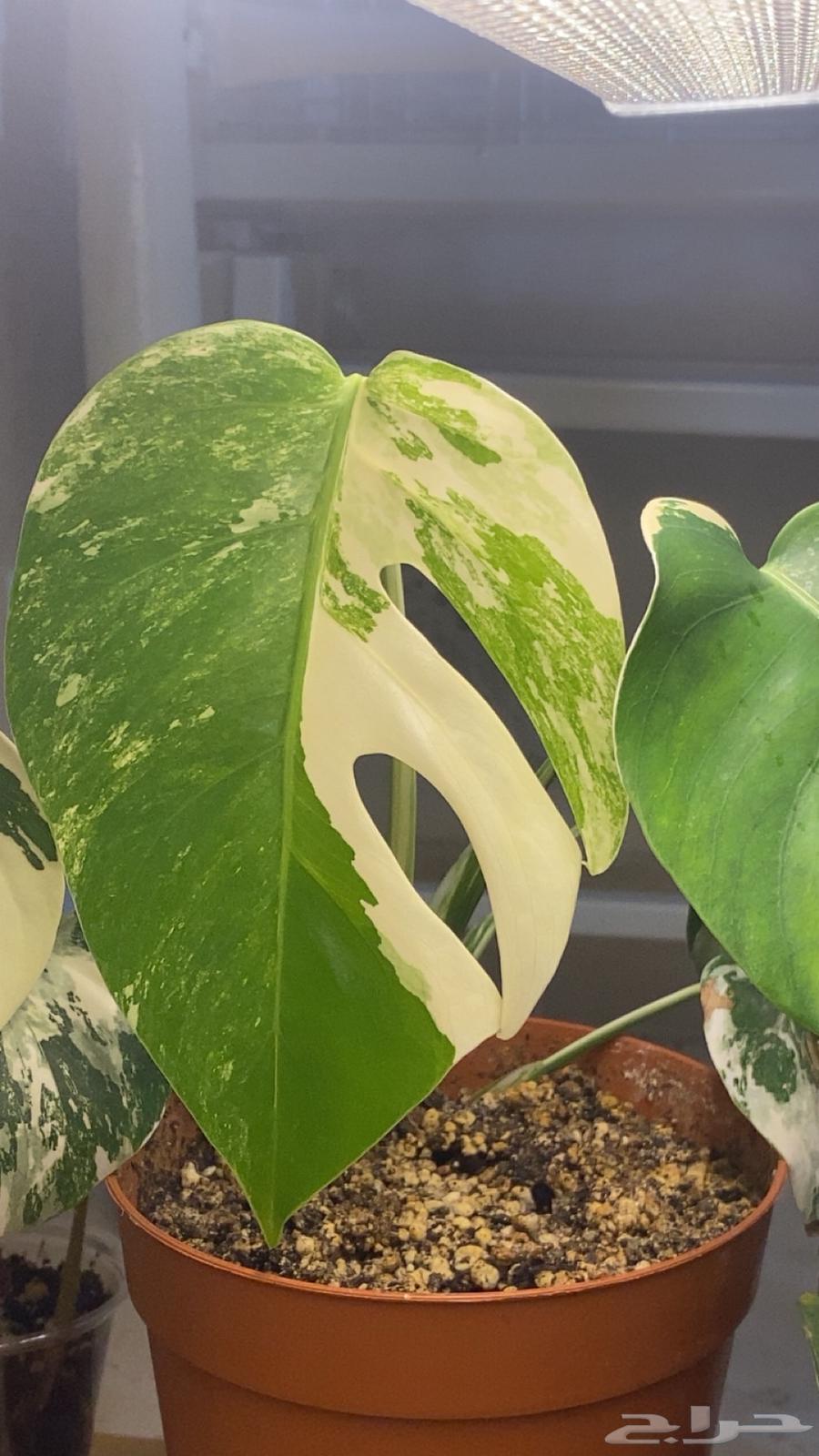 مونستيرا البو فرقيتد  monstera albo var64422960027394110