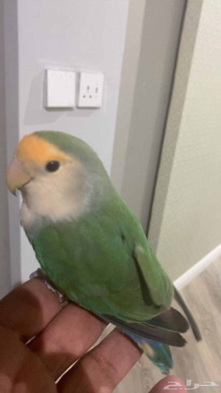 Tayr Roz Elif64425597026051112