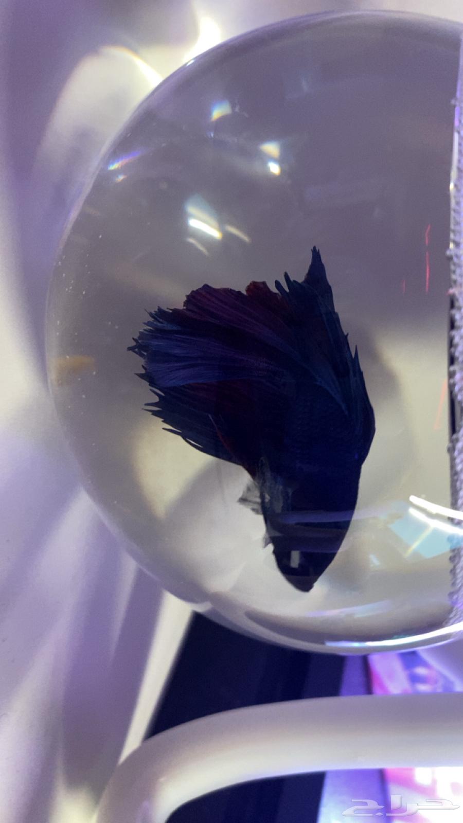 سمكه فيتر مادري فايتر تم البيع64422001234306110