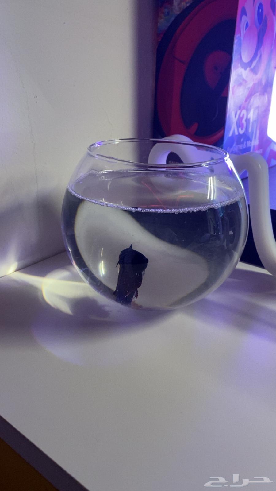 سمكه فيتر مادري فايتر تم البيع64422001234306112