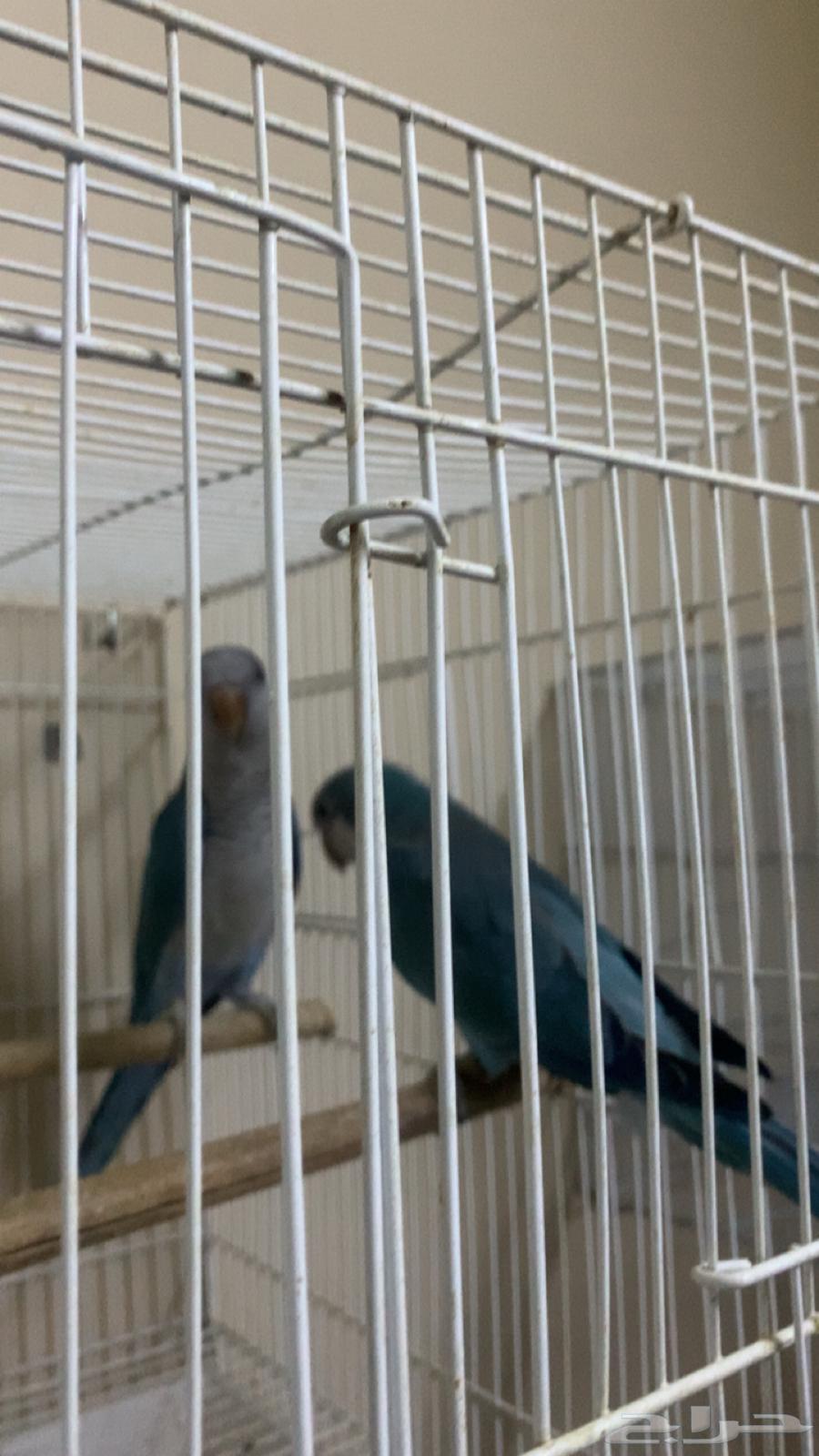 جوز كويكر منتج64422802335489110