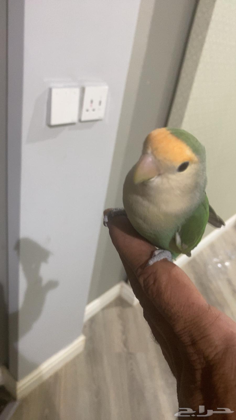 Tayr Roz Elif64425597026051110