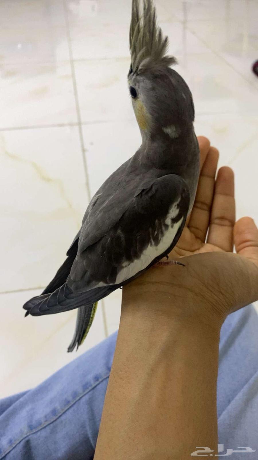 ببغاء فرخ كروان مفطوم (تم البيع)64423292468482110