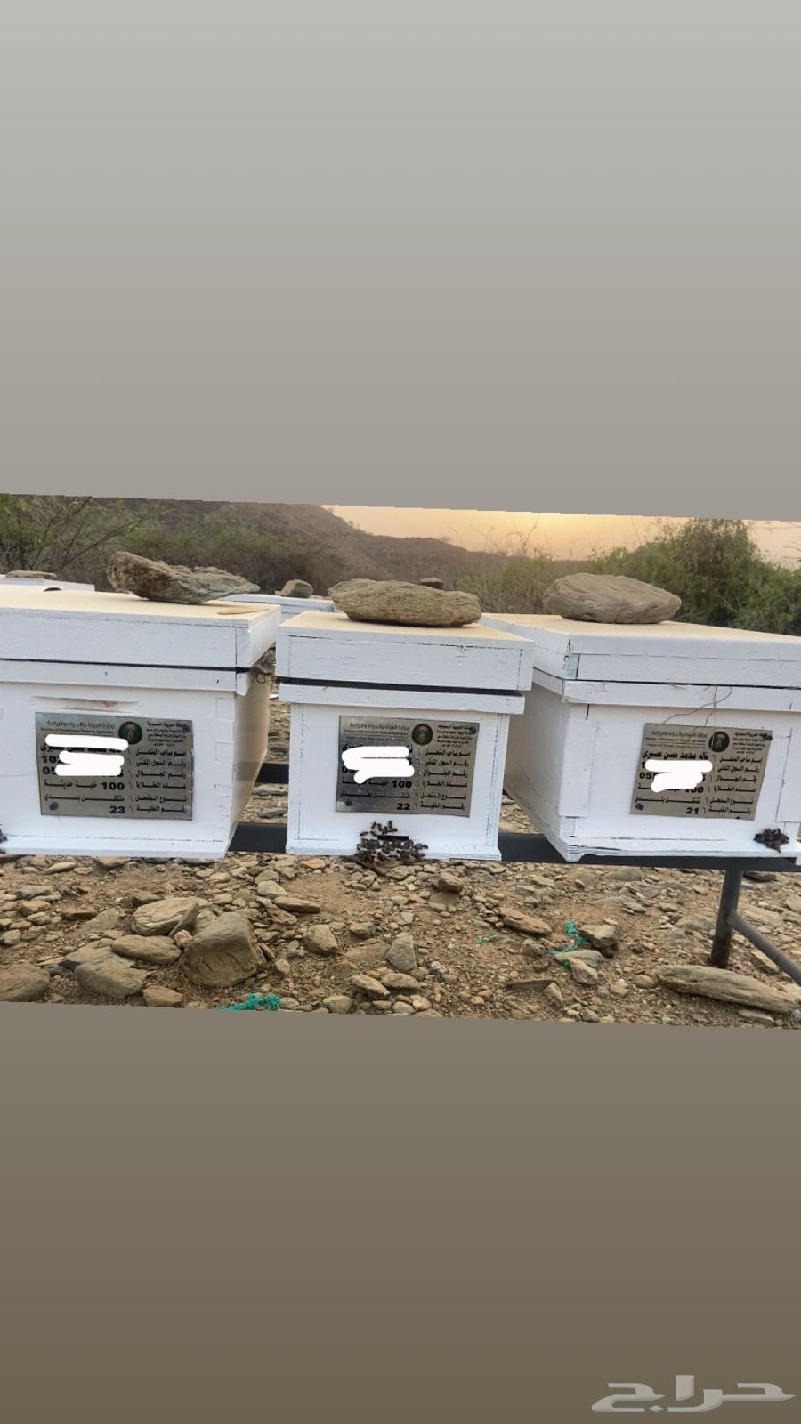 لوحات معدنيه للنحل64425165641987110