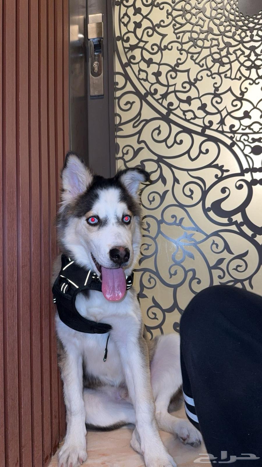 كلب هاسكي للبيع العاجل العمر 5 شهور64419550045057110