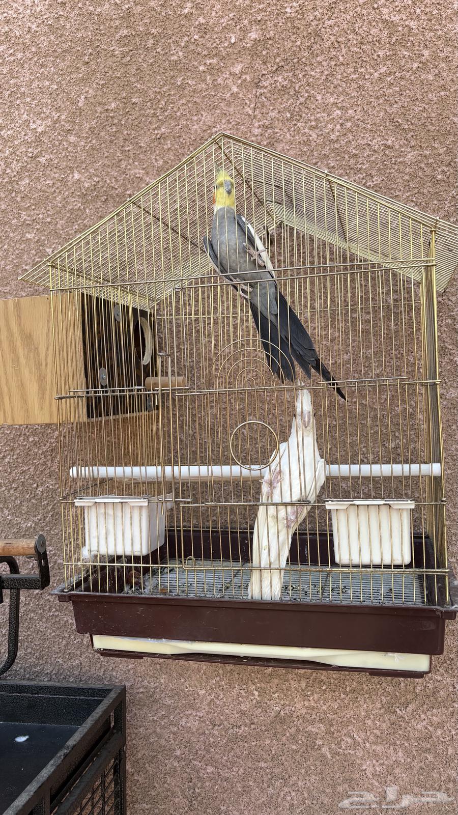 طيور كروان للانتاج64421269416578110