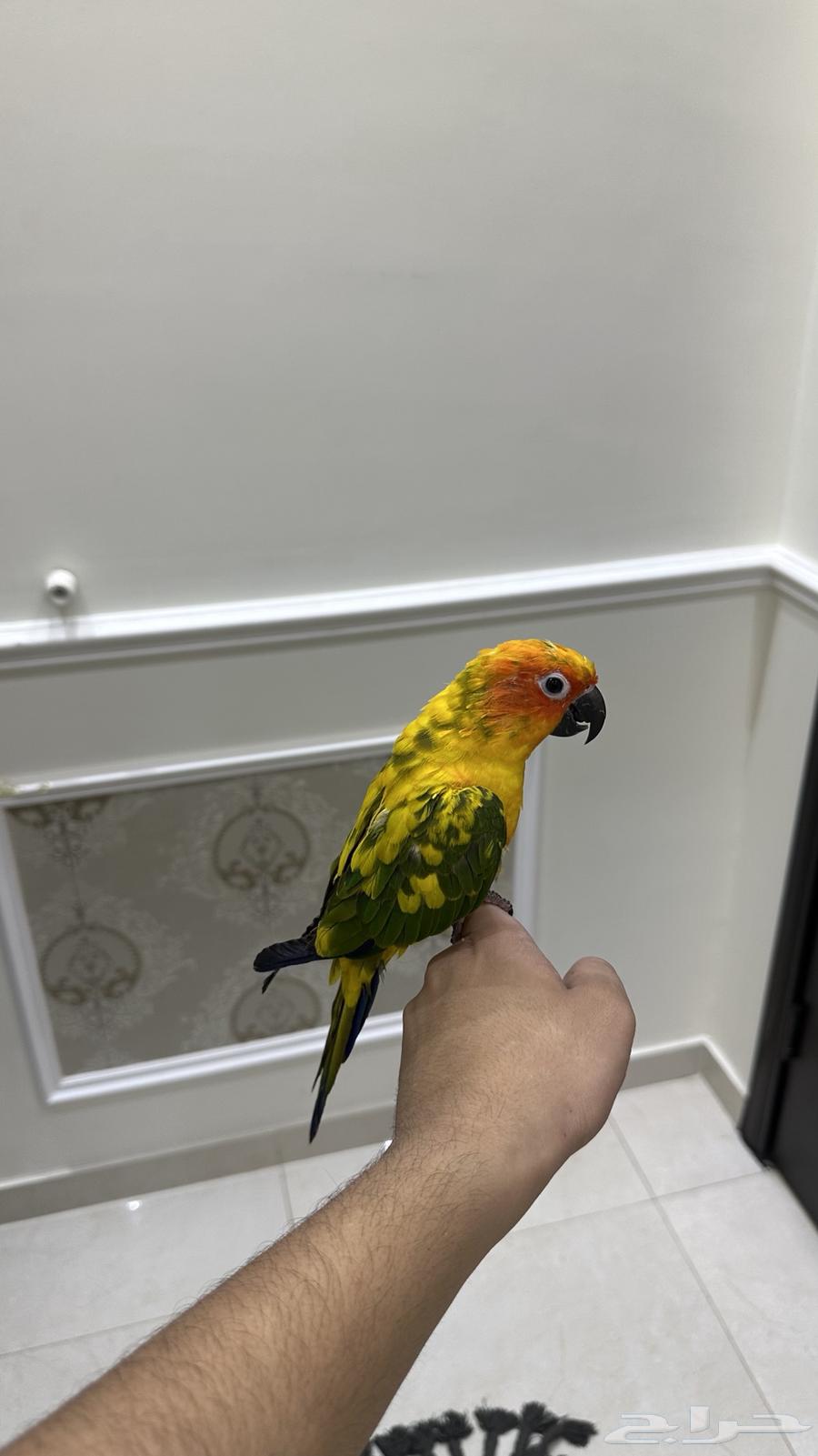 Senior Sun, Tame, Threatening, and Talkative (Sold)64425340512771113