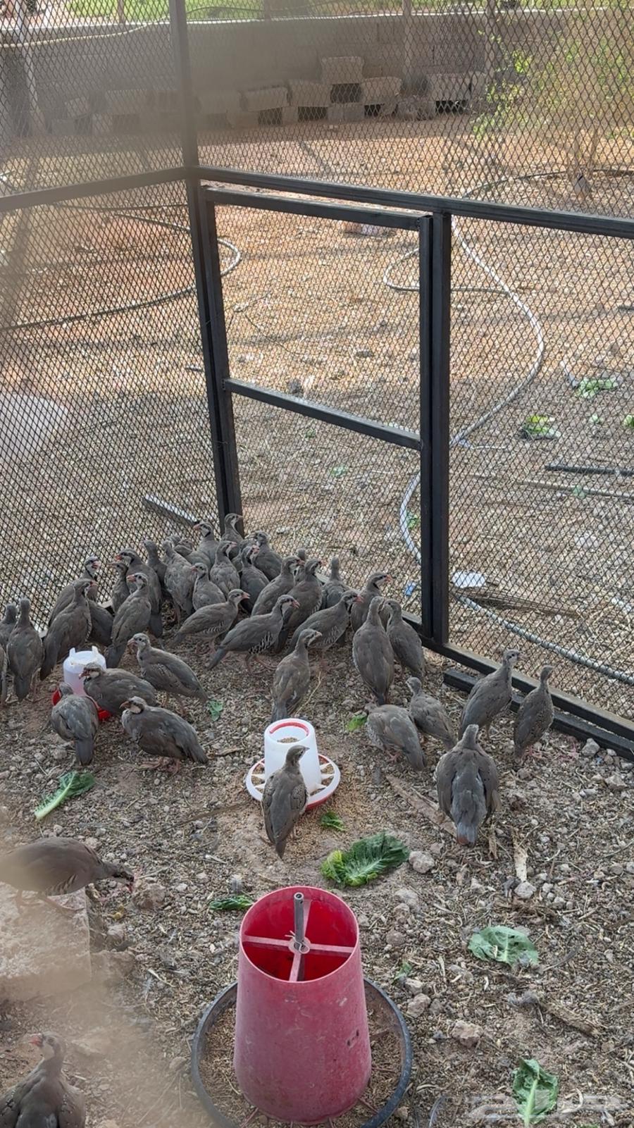 حجل شنير الموقع الرياض و بيشه64425448673922111