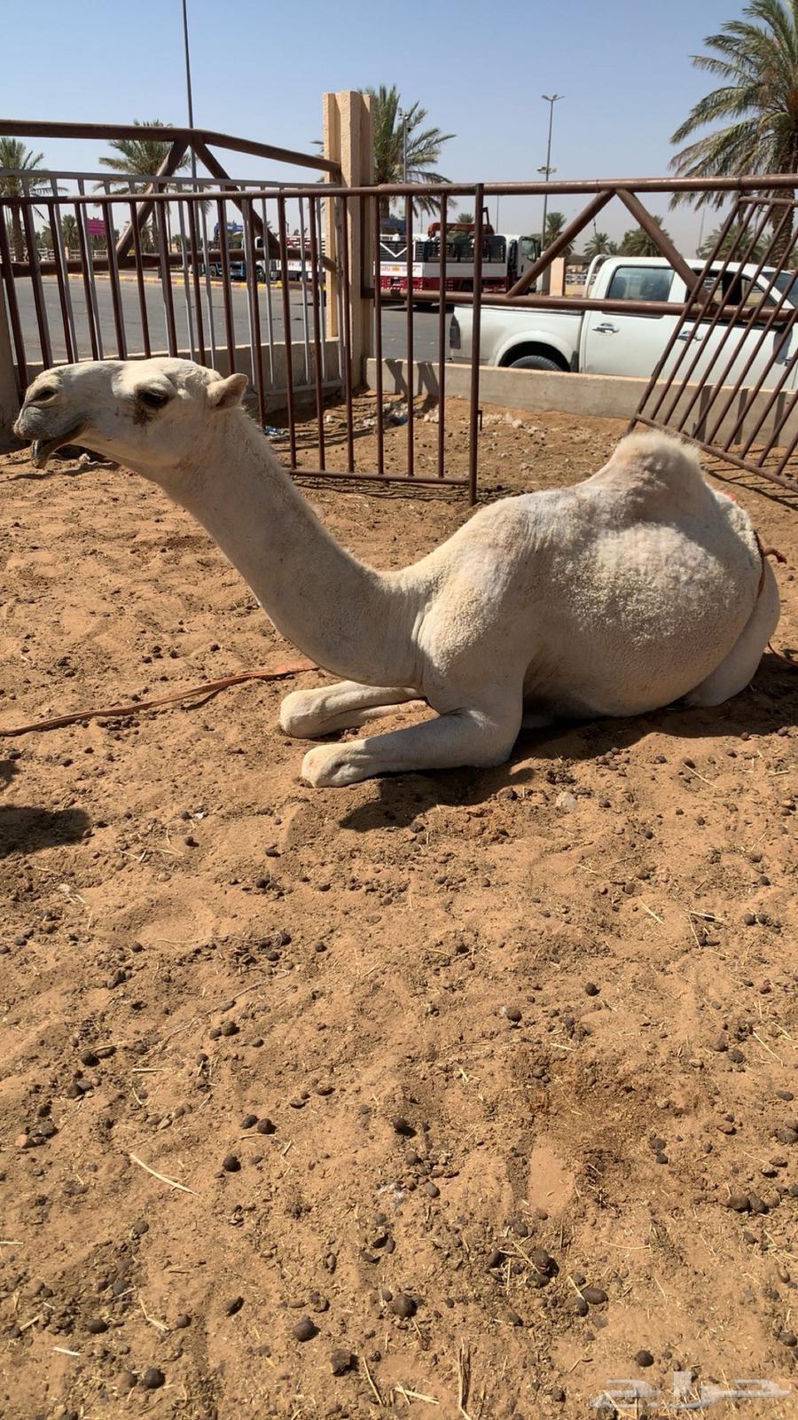 بكره رمانيه حقة64423502507523112