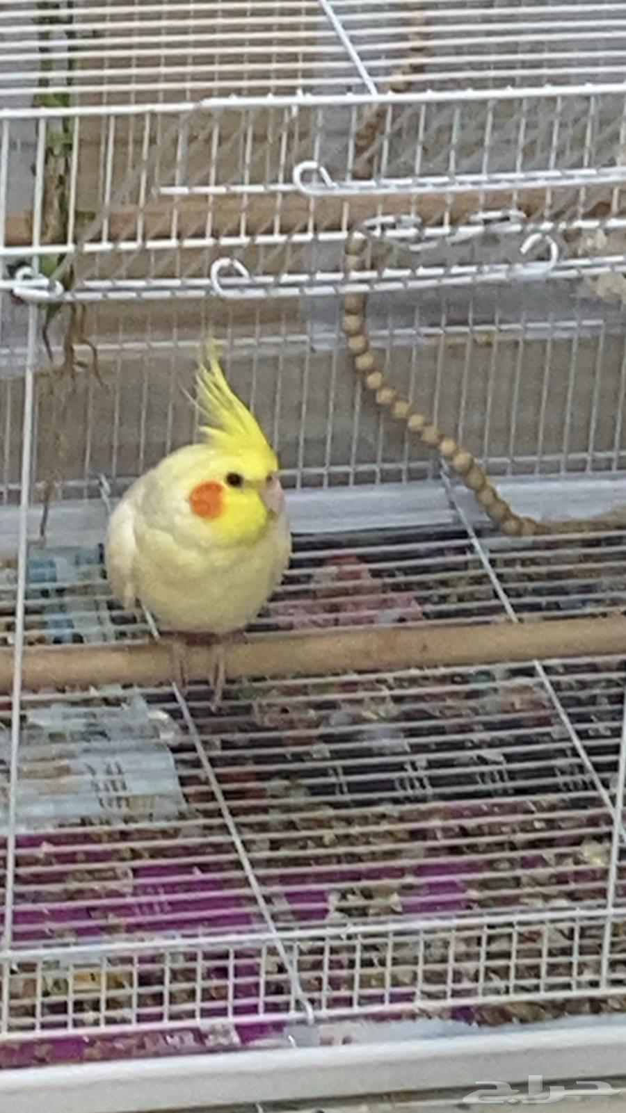 كروان انثى لاتينو للبيع64425462021507112