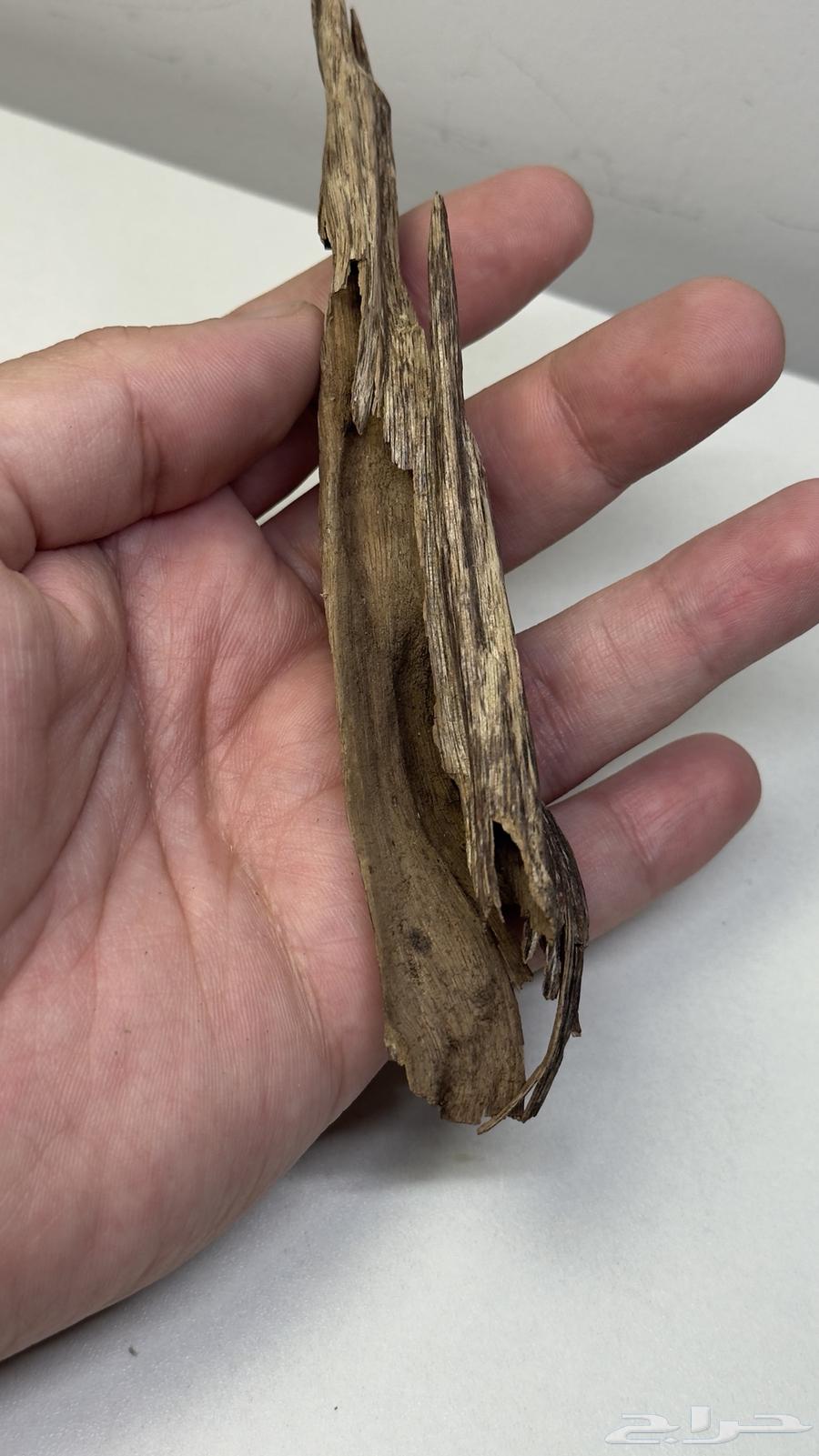 عود هندي طبيعي 10064419331954946113