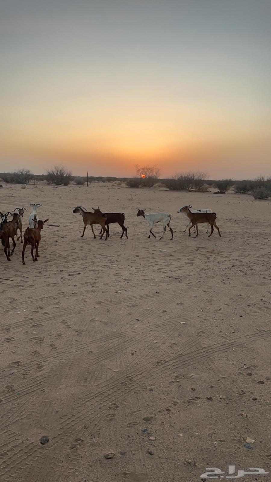 السن (ثنيه رباع سديس قارح. و اكثرها مضاريع  . الصحه شرط64424199200642113