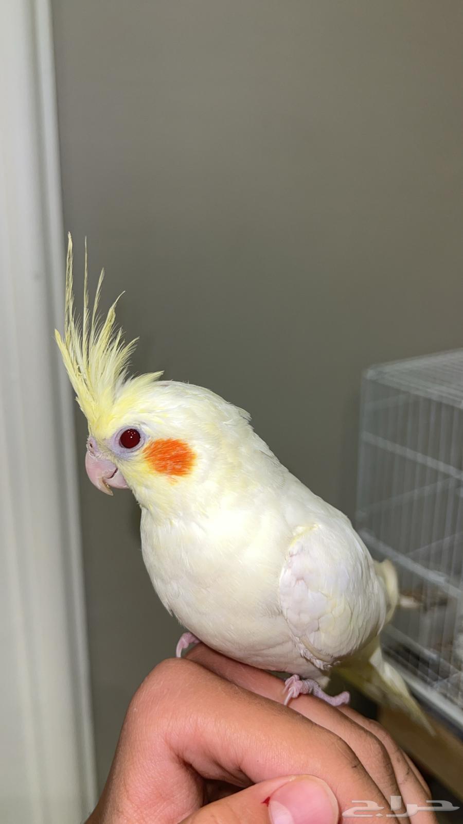 طير كروان للبيع بيع مستعجل64417211096577111