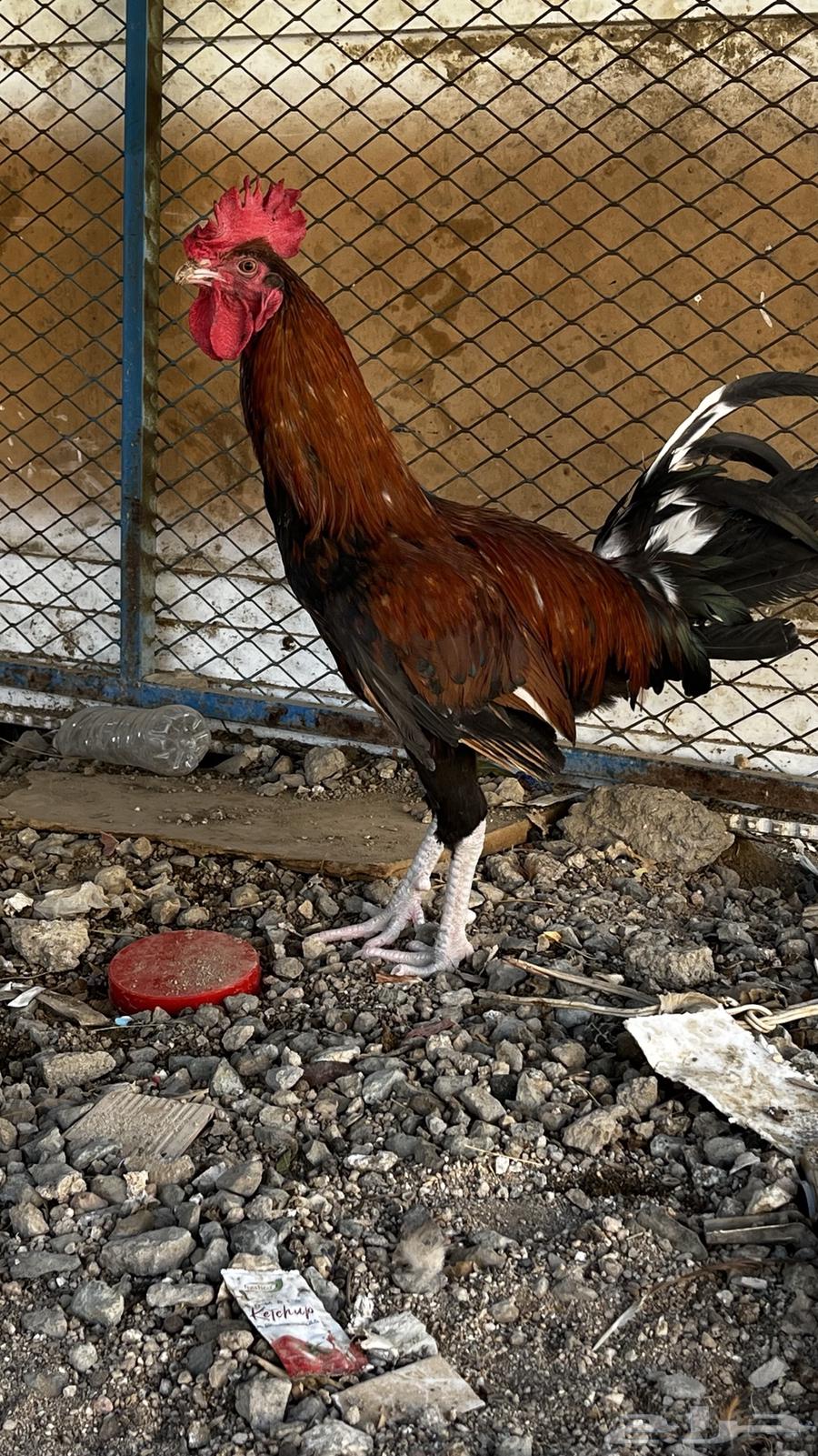 Local rooster, age 12 9 months64424815698817112