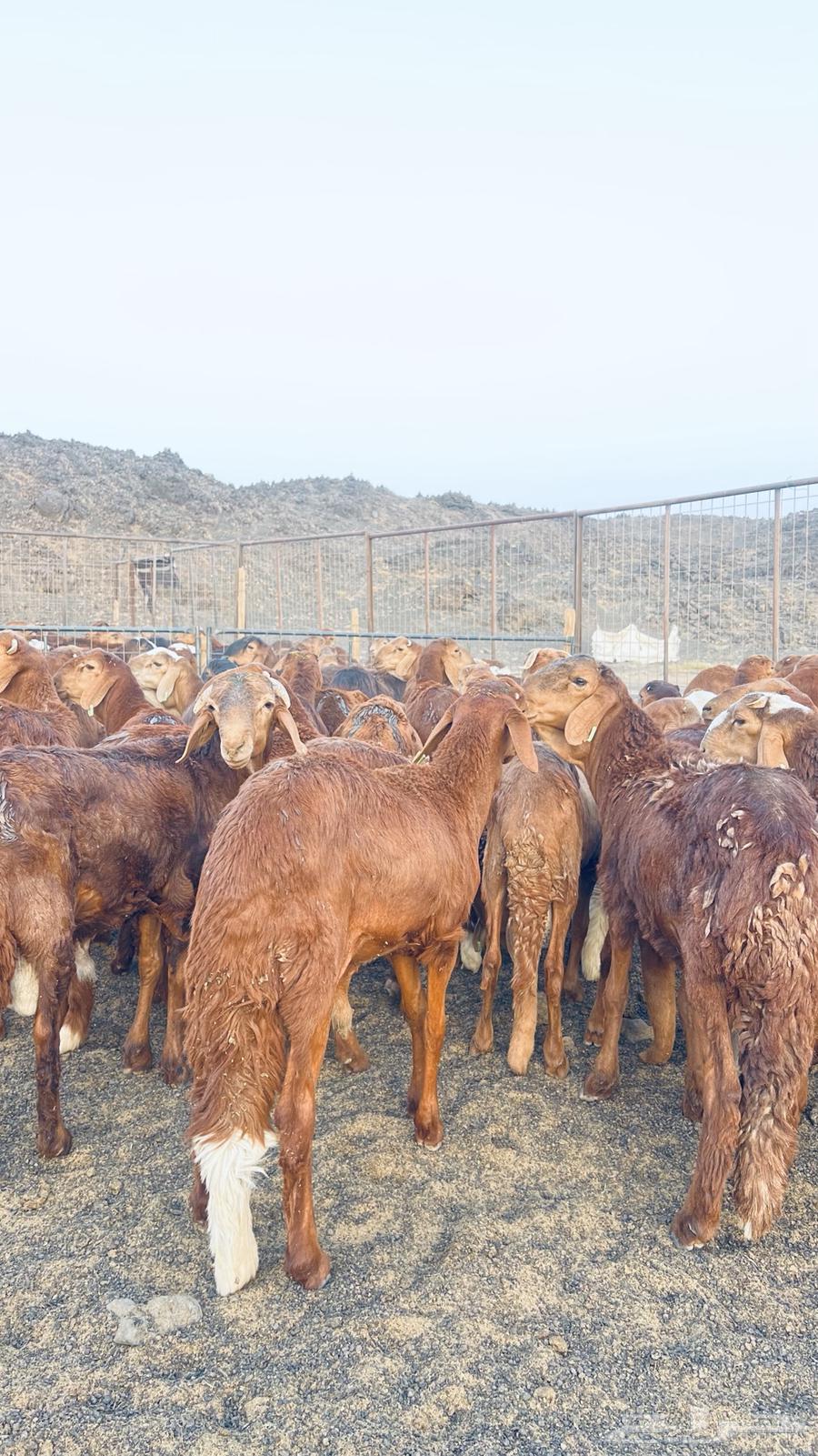 Red Sudanese sheep, male lambs and twins64421946762626113