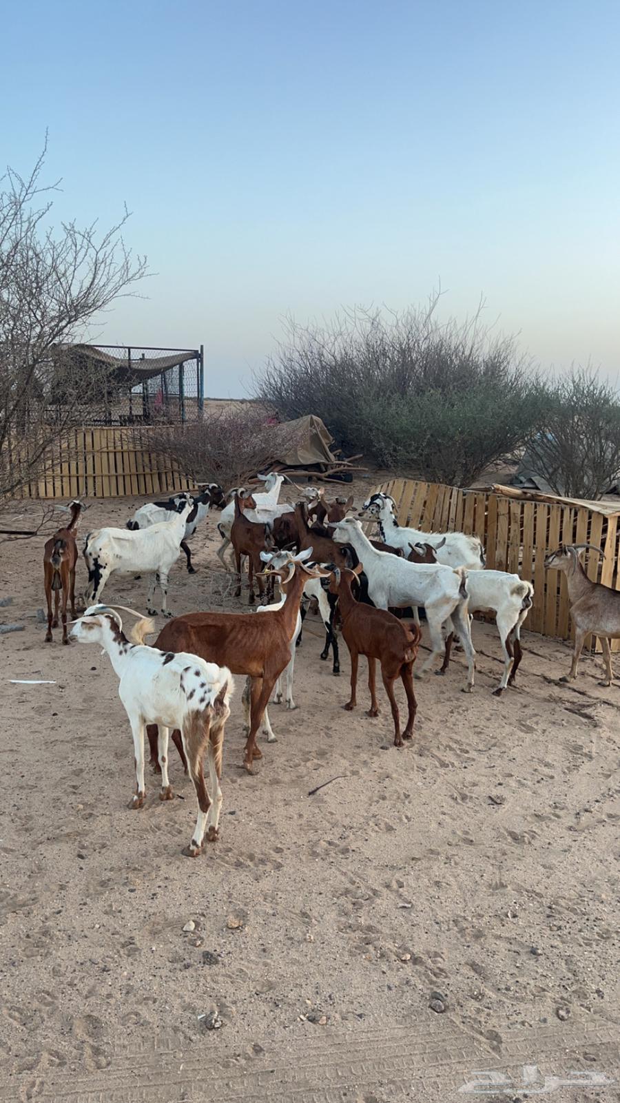 السن (ثنيه رباع سديس قارح. و اكثرها مضاريع  . الصحه شرط64424199200642110