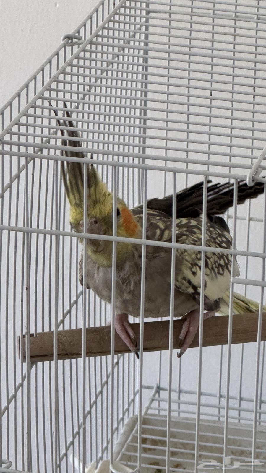 أنثى كروان فراشة اقبل البدل64421946863107112