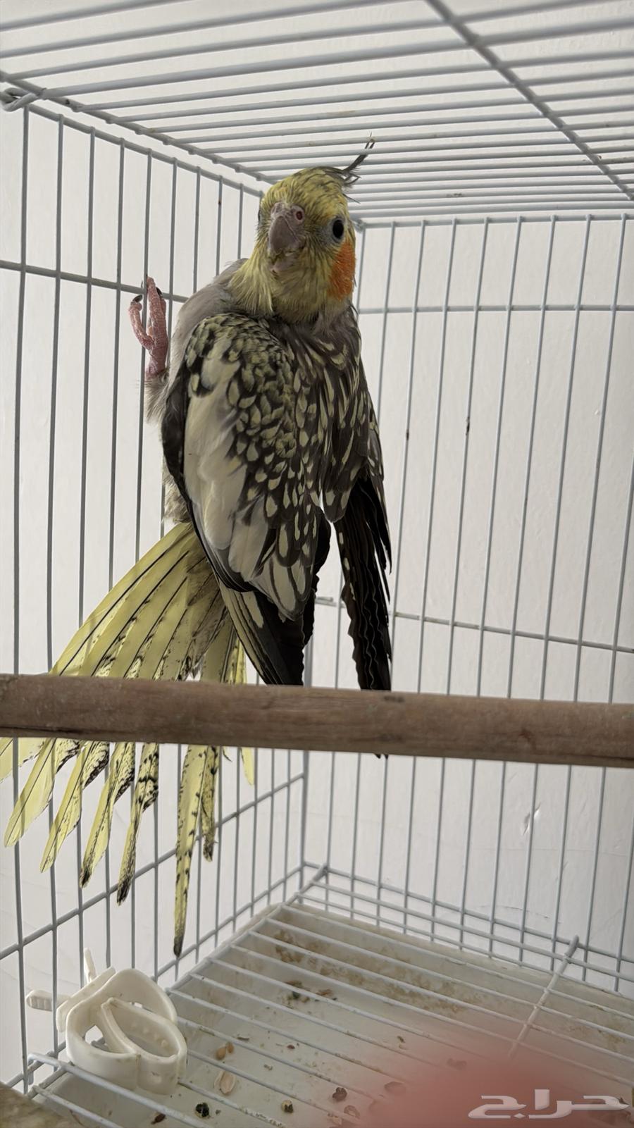 أنثى كروان فراشة اقبل البدل64421946863107114