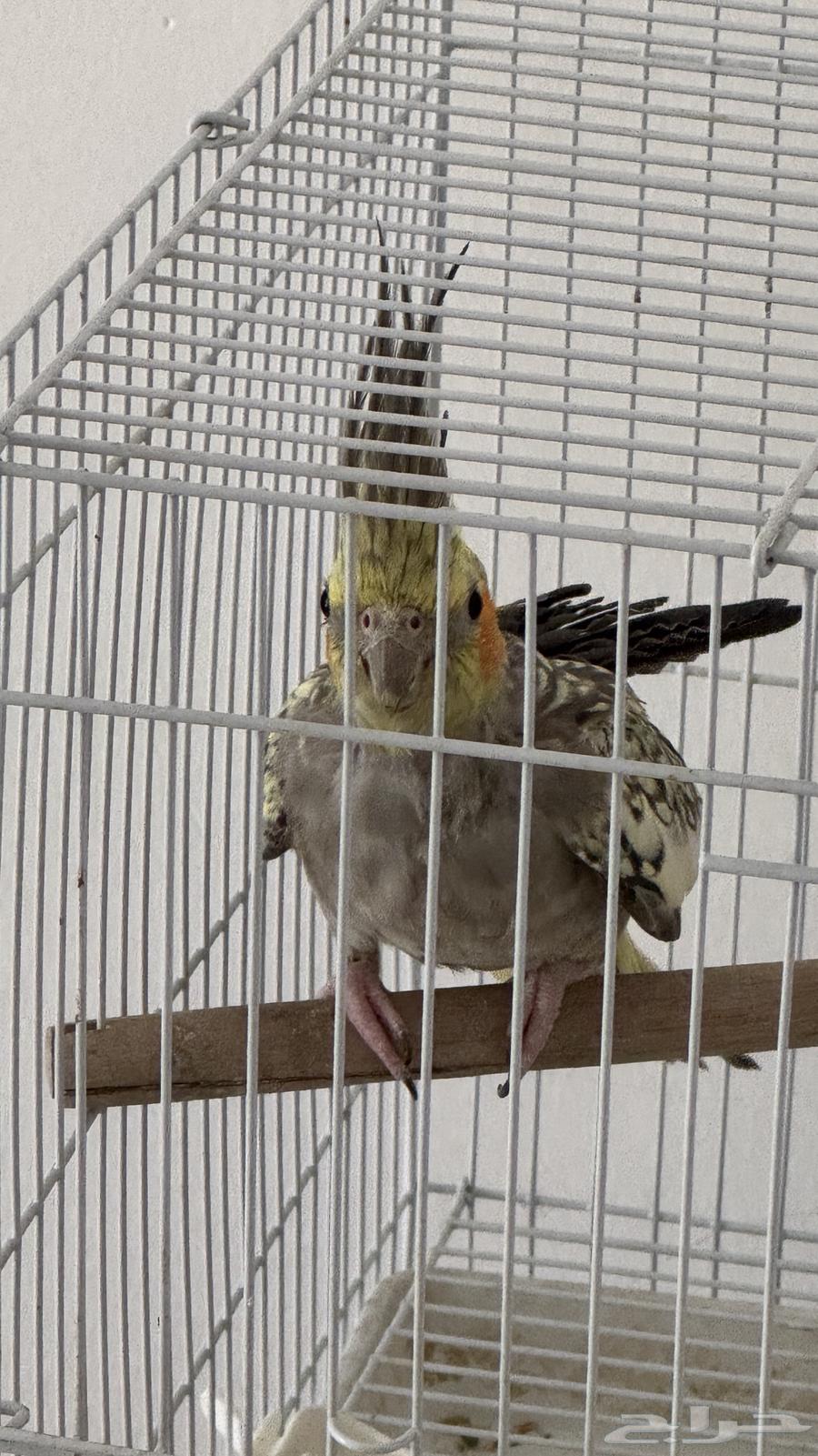 أنثى كروان فراشة اقبل البدل64421946863107111