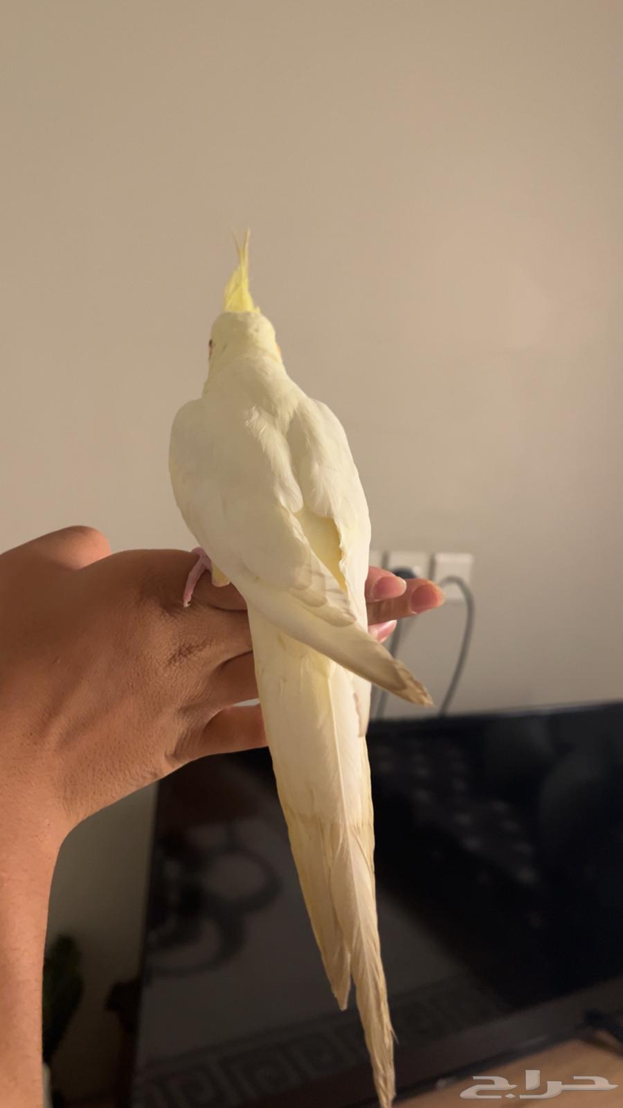 طير كروان للبيع بيع مستعجل64417211096577110