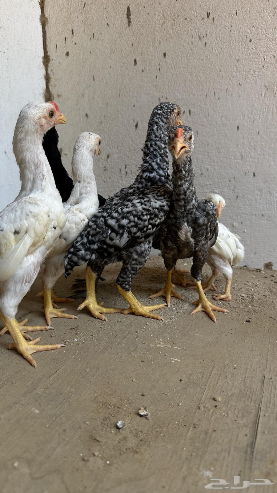 فروخ كوشامو القزم64422367475074113