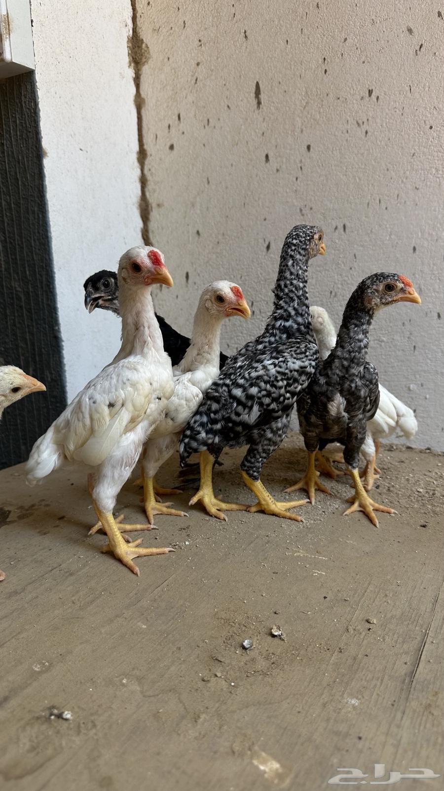 فروخ كوشامو القزم64422367475074110