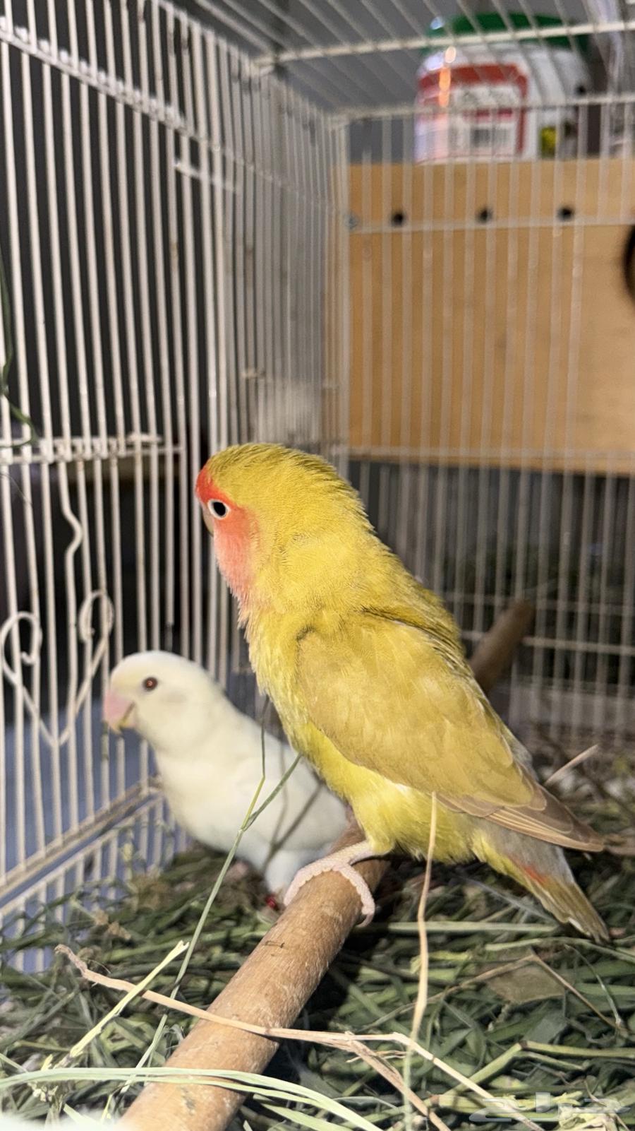 Zawj al-Yawm64423515897985111