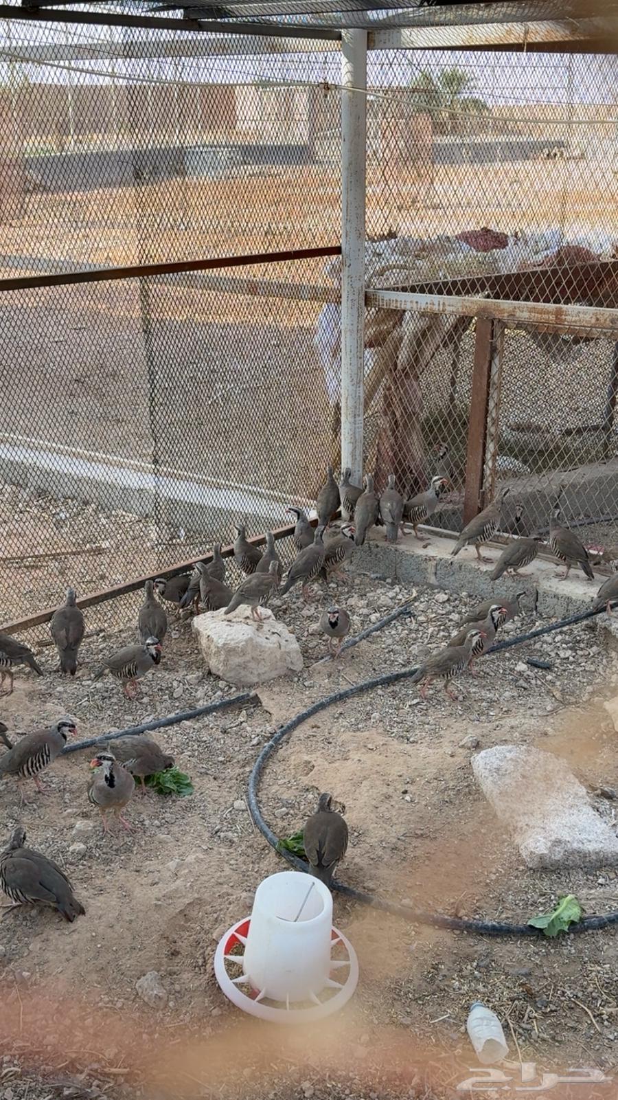 حجل شنير الموقع الرياض و بيشه64425448673922112