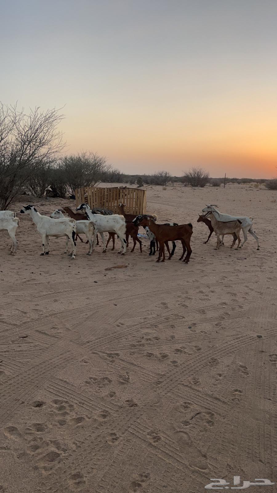 السن (ثنيه رباع سديس قارح. و اكثرها مضاريع  . الصحه شرط64424199200642112