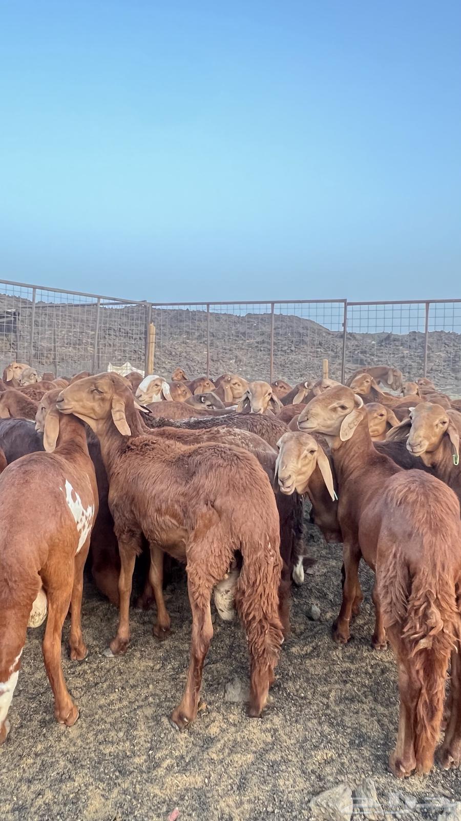 Red Sudanese sheep, male lambs and twins64421946762626112