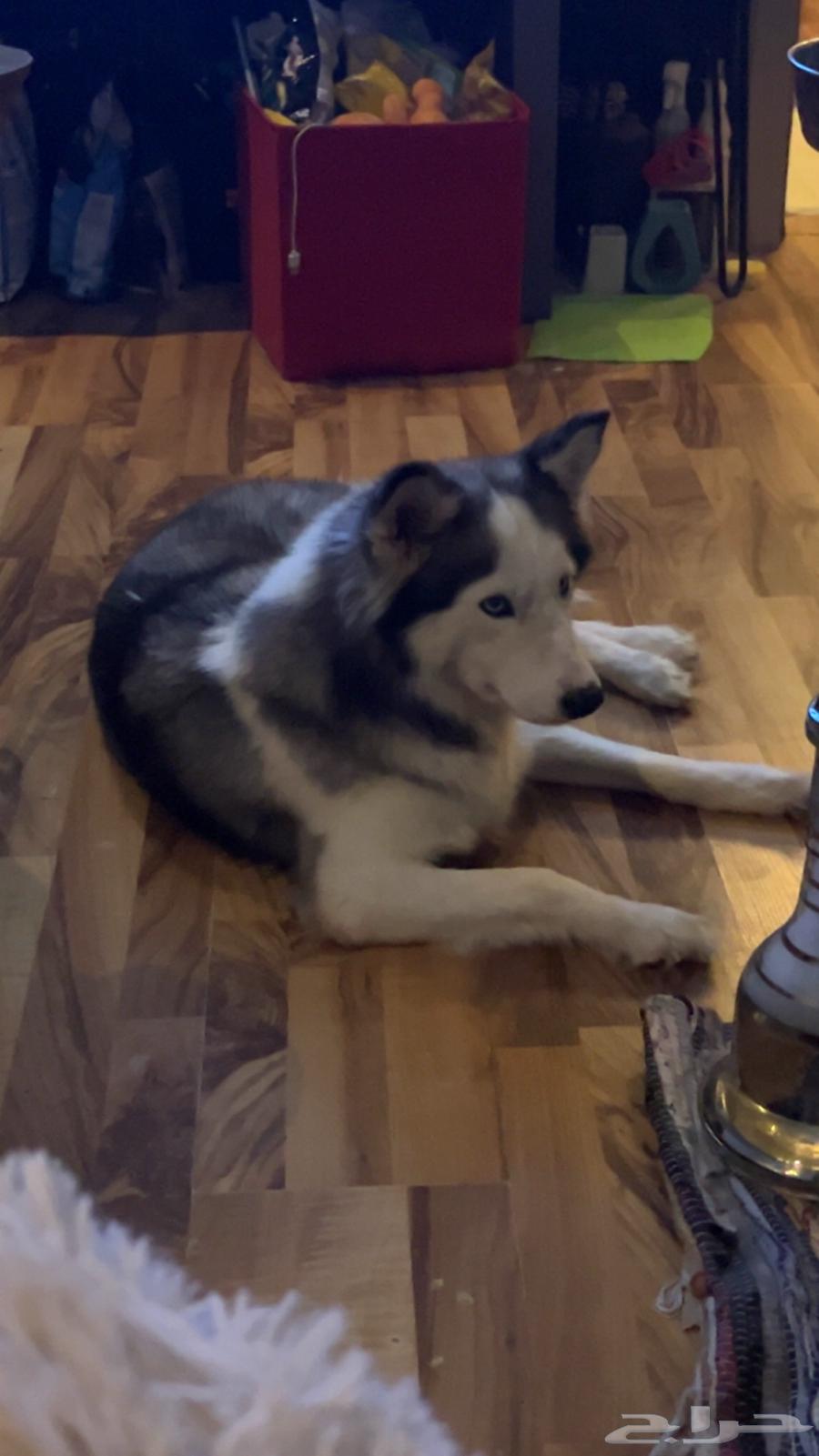 كلب(انثى)الاسكا مالموت للبيع عمر 6اشهر64421702682882111