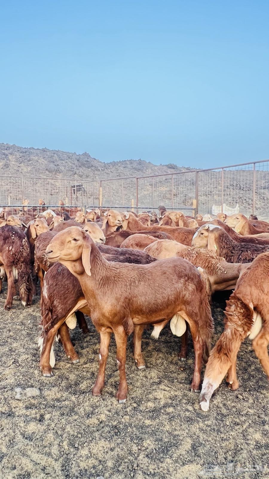Red Sudanese sheep, male lambs and twins64421946762626110