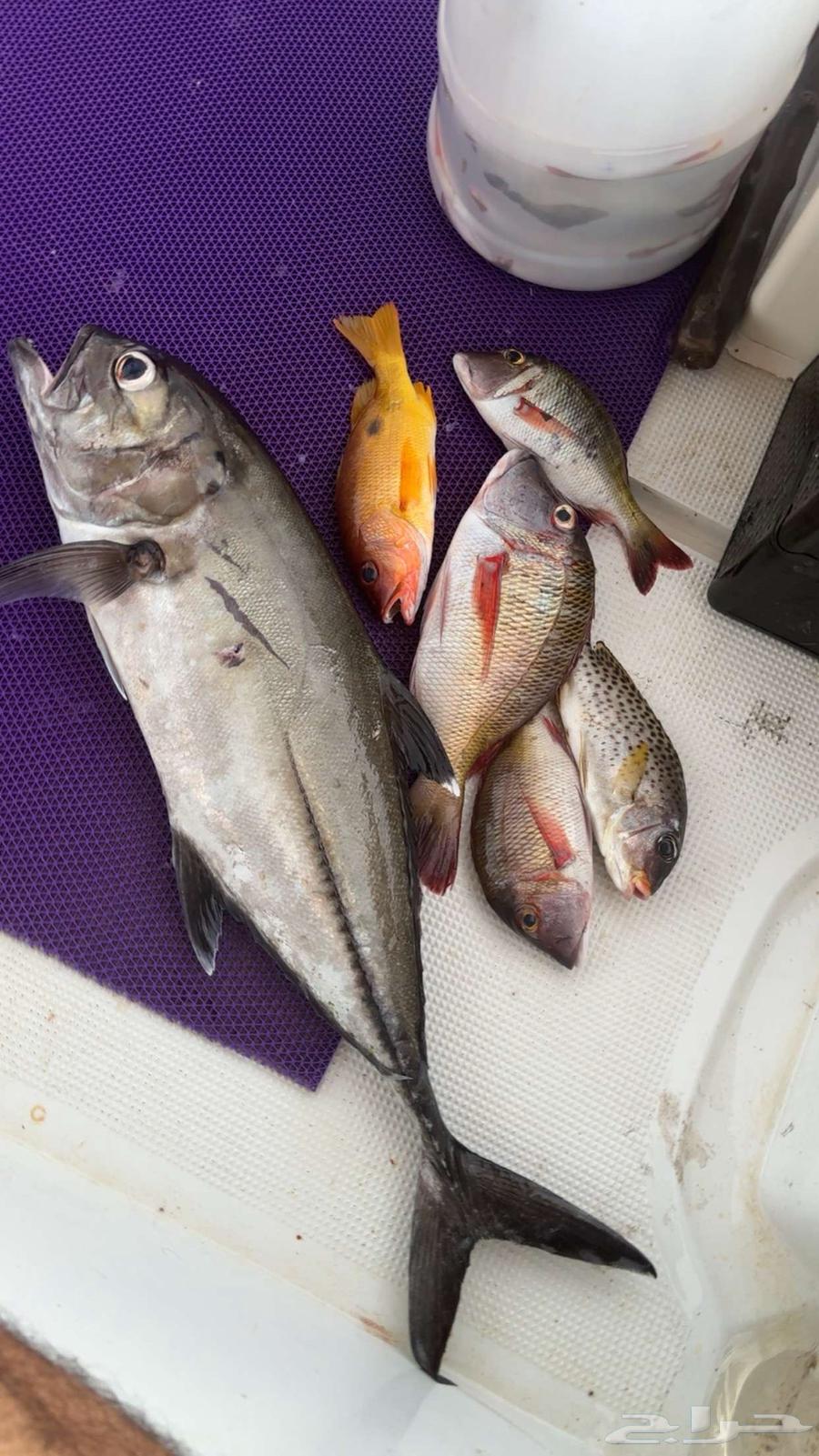 رحلة صيد يوم الجمعة64424869490050110